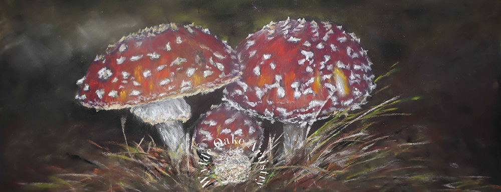 Where the fairies dance .....